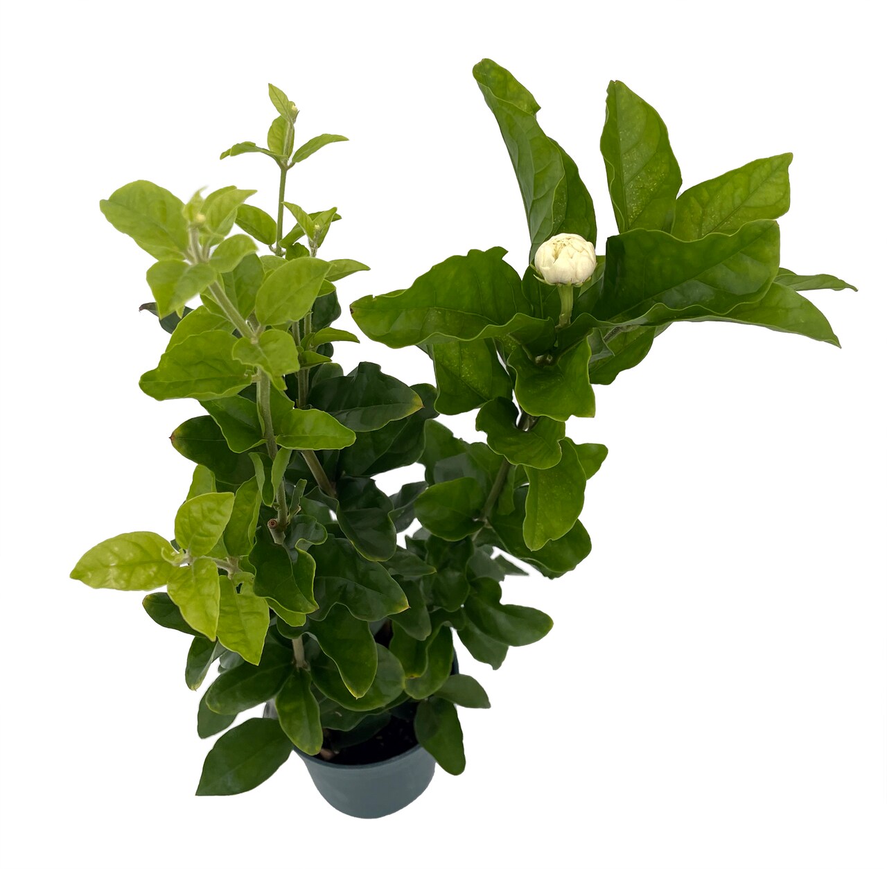 Grand Duke of Tuscany - Arabian Jasmine Plant - Triple Bloom- 4" Pot